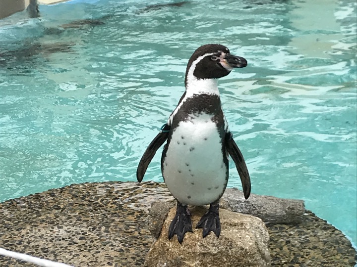 京都市動物園 ペンギン