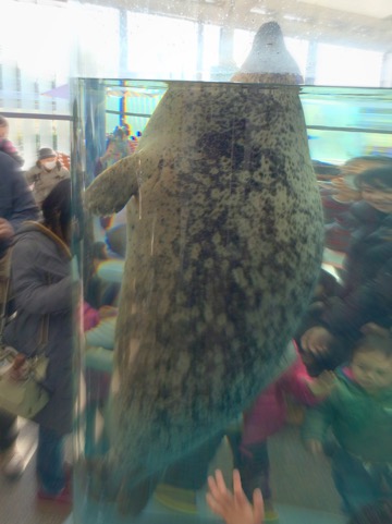 京都水族館 ゴマフアザラシ