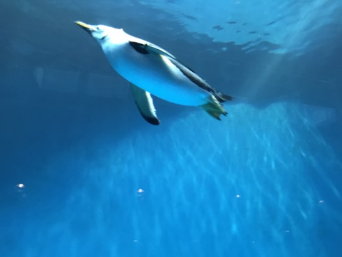 長崎ペンギン水族館 亜南極ペンギンプール
